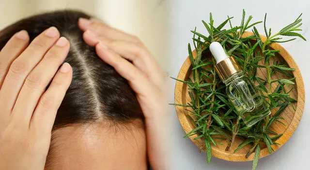El aceite de romero es una opción natural y económica para aquellas personas que desean mejorar la salud y el crecimiento del cabello. El aceite de romero es una opción natural y económica para aquellas personas que desean mejorar la salud y el crecimiento del cabello.