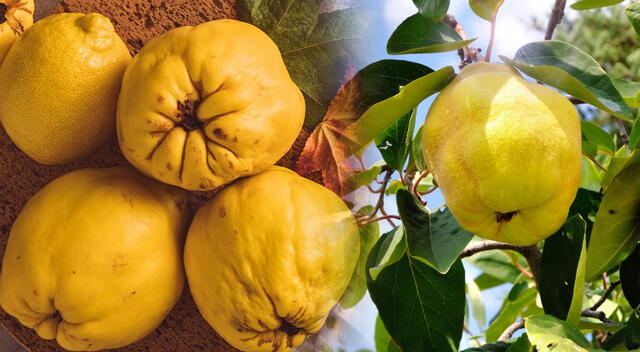 El membrillo, más allá de ser conocido por su uso en el tradicional dulce de membrillo, es una fruta con un perfil nutricional impresionante. El membrillo, más allá de ser conocido por su uso en el tradicional dulce de membrillo, es una fruta con un perfil nutricional impresionante.
