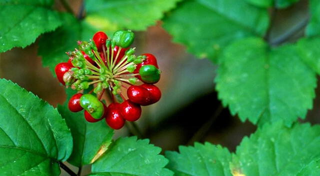 ¿Sabías que existe una planta que mejora la memoria y tiene el potencial de potenciar la plasticidad neuronal? ¿Sabías que existe una planta que mejora la memoria y tiene el potencial de potenciar la plasticidad neuronal?