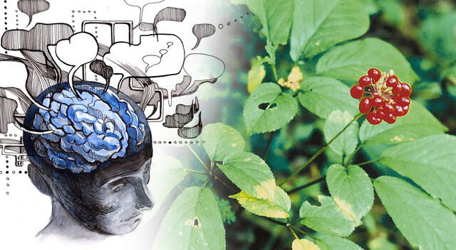 Una de las plantas más estudiadas por su impacto en la plasticidad neuronal y la memoria es el Panax ginseng. Una de las plantas más estudiadas por su impacto en la plasticidad neuronal y la memoria es el Panax ginseng.