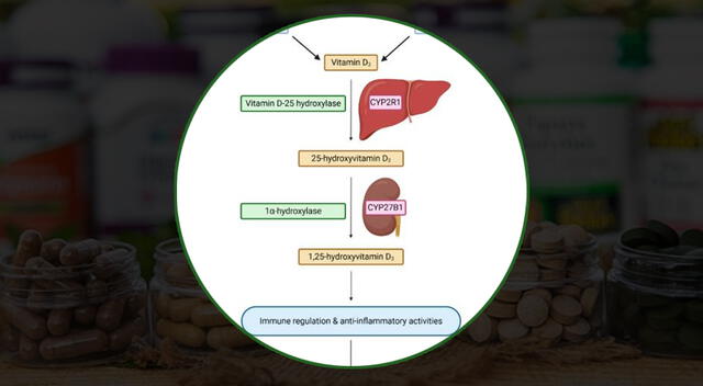 Conoce cómo funciona la evolución de los suplementos. Foto: composición GLR/difusión Conoce cómo funciona la evolución de los suplementos. Foto: composición GLR/difusión
