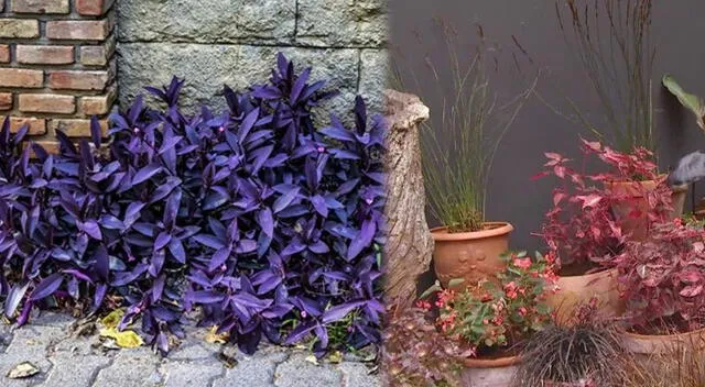 Aprende a cuidar una de las plantas más populares. Foto: composición GLR/difusión Aprende a cuidar una de las plantas más populares. Foto: composición GLR/difusión