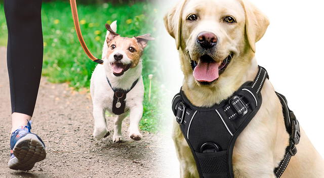 Pasear a un perro no es solo una rutina diaria, sino también un momento clave para su bienestar físico y emocional. Pasear a un perro no es solo una rutina diaria, sino también un momento clave para su bienestar físico y emocional.