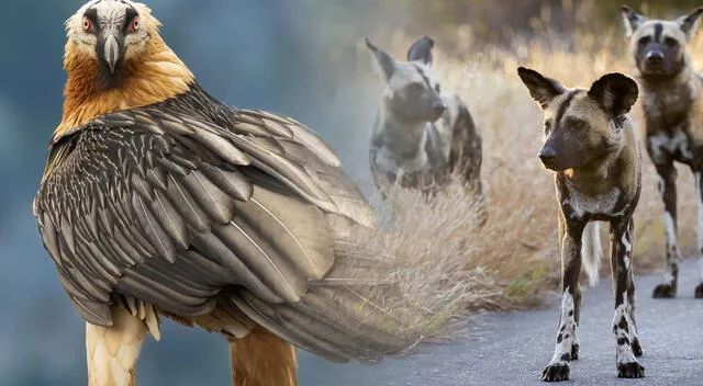 Conocer un poco más sobre la vida animal puede generar bienestar emocional. Foto: composición GLR/difusión Conocer un poco más sobre la vida animal puede generar bienestar emocional. Foto: composición GLR/difusión