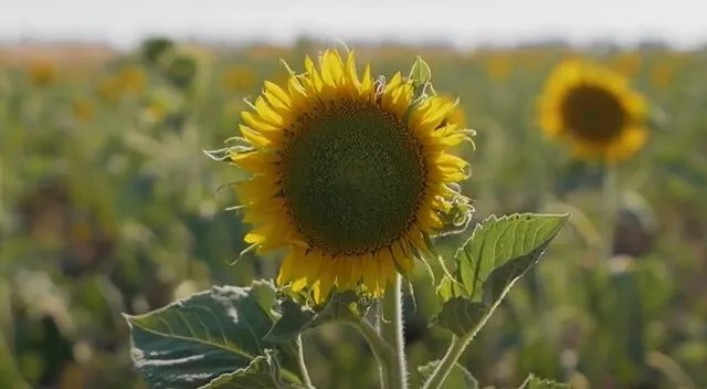 Conoce más sobre la comunicación entre las plantas. Foto: Vida TV/Youtube Conoce más sobre la comunicación entre las plantas. Foto: Vida TV/Youtube