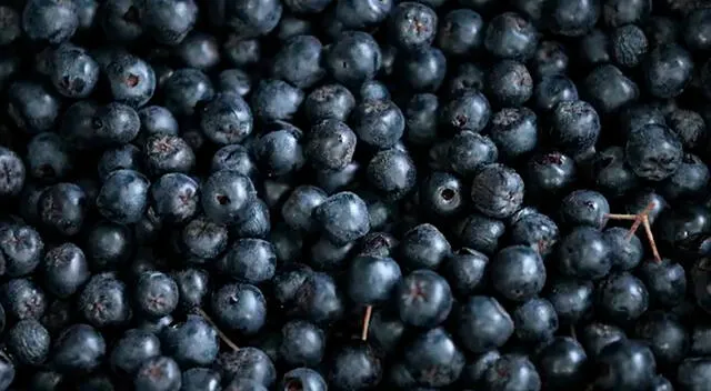 Además de sus propiedades para el sistema circulatorio, la aronia negra es baja en calorías y rica en fibra, vitamina C, vitamina K y manganeso. Además de sus propiedades para el sistema circulatorio, la aronia negra es baja en calorías y rica en fibra, vitamina C, vitamina K y manganeso.