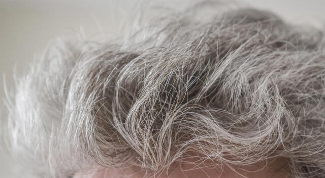 La aparición de canas puede ser el inicio de un proceso de introspección. La aparición de canas puede ser el inicio de un proceso de introspección.