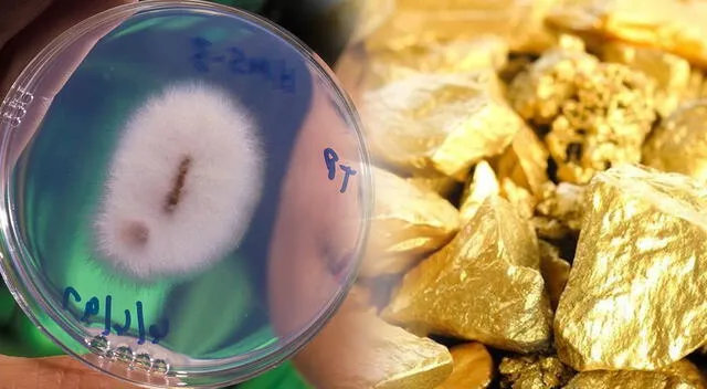En este contexto, el cultivo de oro natural ya no es solo ciencia ficción, sino una posibilidad real. En este contexto, el cultivo de oro natural ya no es solo ciencia ficción, sino una posibilidad real.
