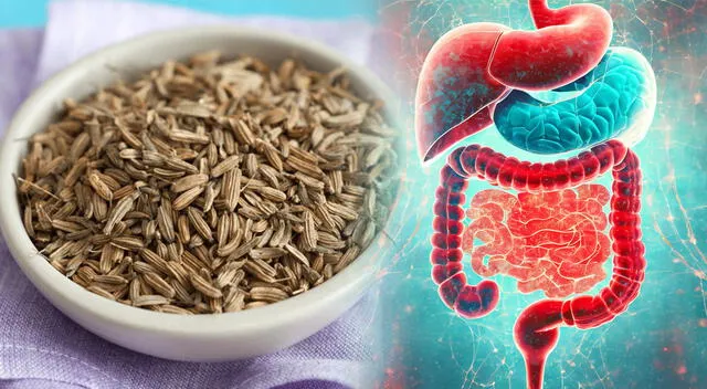 El hinojo es rico en fibra dietética, un nutriente esencial que mejora el tránsito intestinal y regula la flora bacteriana. El hinojo es rico en fibra dietética, un nutriente esencial que mejora el tránsito intestinal y regula la flora bacteriana.