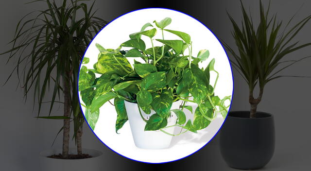 Coloca estas plantas en tu casa y descubre sus múltiples beneficios. Foto: composición GLR/difusión Coloca estas plantas en tu casa y descubre sus múltiples beneficios. Foto: composición GLR/difusión