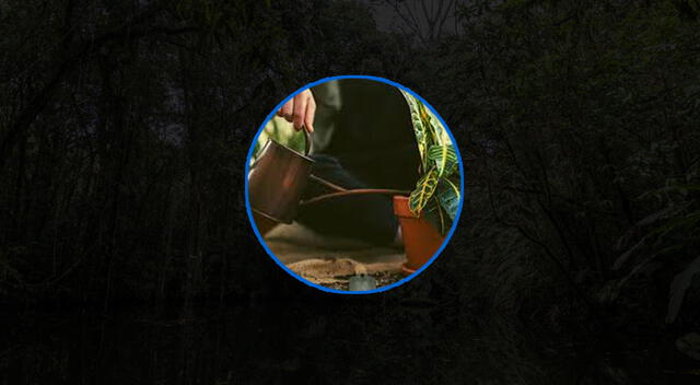 El cuidado de las plantas puede ayudar en los avances sobre la seguridad alimentaria. Foto: composición GLR/difusión El cuidado de las plantas puede ayudar en los avances sobre la seguridad alimentaria. Foto: composición GLR/difusión