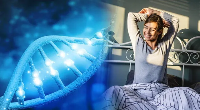 Este avance en la genética del sueño no solo abre puertas para mejorar tratamientos, sino que también desafía nuestra comprensión sobre cuánto es realmente necesario dormir para mantenernos saludables. Este avance en la genética del sueño no solo abre puertas para mejorar tratamientos, sino que también desafía nuestra comprensión sobre cuánto es realmente necesario dormir para mantenernos saludables.