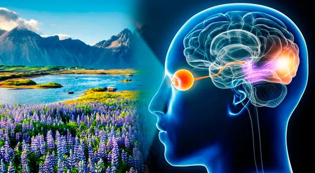 El cerebro humano podría tener una capacidad más avanzada de lo que se pensaba: la de predecir el futuro. El cerebro humano podría tener una capacidad más avanzada de lo que se pensaba: la de predecir el futuro.