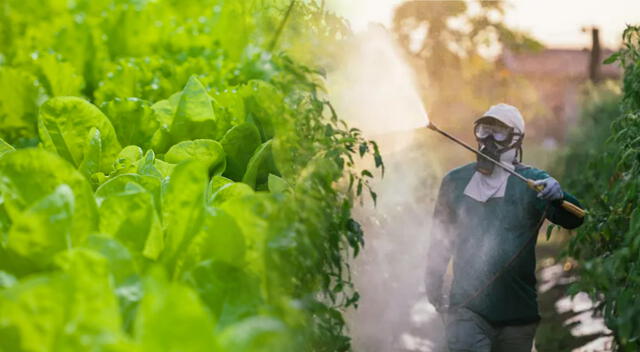 Conoce las propiedades beneficiosas para la salud de las lechugas. Foto: composición GLR/Getty Images/difusión Conoce las propiedades beneficiosas para la salud de las lechugas. Foto: composición GLR/Getty Images/difusión