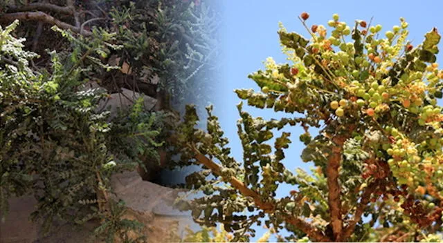 Descubre los beneficios de la Boswellia serrata. Foto: composición GLR/difusión Descubre los beneficios de la Boswellia serrata. Foto: composición GLR/difusión