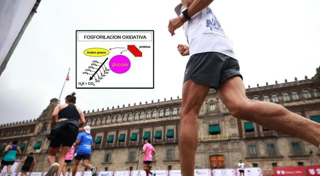 El ejercicio de alta intensidad puede rejuvenecer tus células. Foto: composición GLR/difusión El ejercicio de alta intensidad puede rejuvenecer tus células. Foto: composición GLR/difusión