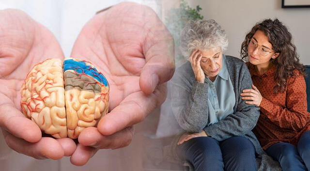 En personas con Alzheimer, la disfunción de las redes cerebrales lleva a la pérdida de memoria, desregulación emocional y alteración de la actividad cerebral. En personas con Alzheimer, la disfunción de las redes cerebrales lleva a la pérdida de memoria, desregulación emocional y alteración de la actividad cerebral.