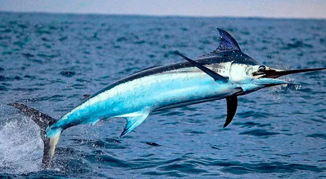 Entre los pescados con más alto nivel de mercurio destaca el pez espada. Entre los pescados con más alto nivel de mercurio destaca el pez espada.