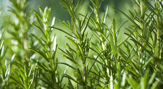 Gracias a sus compuestos activos, el romero se utiliza en infusiones, aceites y tratamientos naturales para aliviar dolores y mejorar la concentración. Gracias a sus compuestos activos, el romero se utiliza en infusiones, aceites y tratamientos naturales para aliviar dolores y mejorar la concentración.