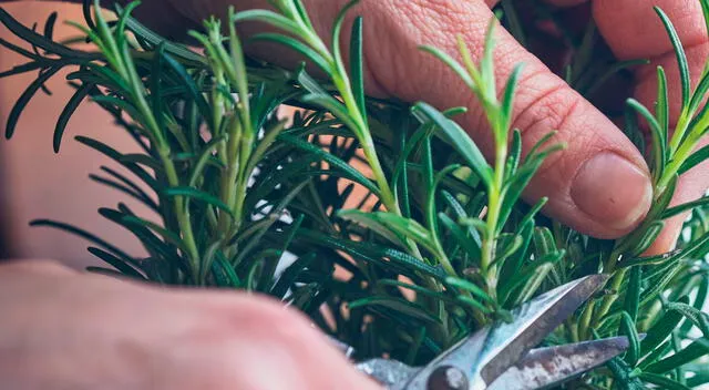 El romero es una planta medicinal con múltiples beneficios para la salud digestiva, cognitiva y cutánea. El romero es una planta medicinal con múltiples beneficios para la salud digestiva, cognitiva y cutánea.