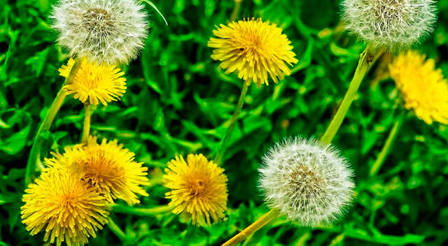 El diente de león también actúa como un diurético suave, ayudando a eliminar el exceso de líquidos . El diente de león también actúa como un diurético suave, ayudando a eliminar el exceso de líquidos .
