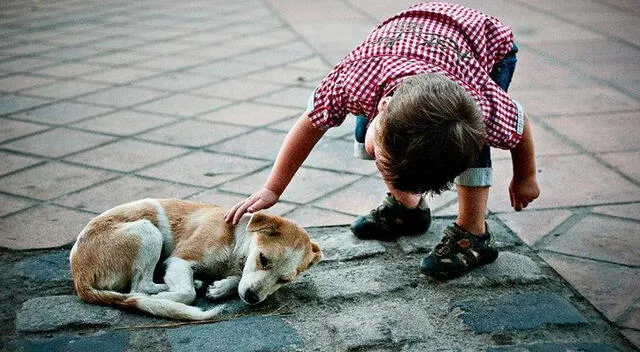 Quienes tienen una inclinación natural a estar cerca de perros suelen compartir ciertas cualidades positivas. Quienes tienen una inclinación natural a estar cerca de perros suelen compartir ciertas cualidades positivas.