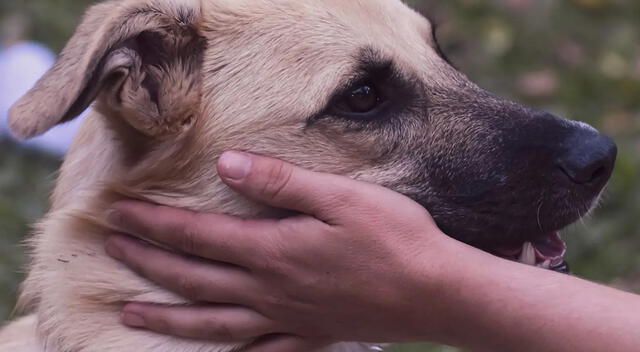 La interacción frecuente con perros no solo tiene efectos positivos en la salud mental. La interacción frecuente con perros no solo tiene efectos positivos en la salud mental.