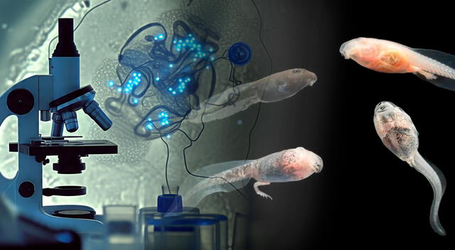 Registro en tiempo real de la actividad neuronal en embriones de ranas y roedores gracias a una malla electrónica que se adapta al crecimiento del tejido cerebral. Registro en tiempo real de la actividad neuronal en embriones de ranas y roedores gracias a una malla electrónica que se adapta al crecimiento del tejido cerebral.