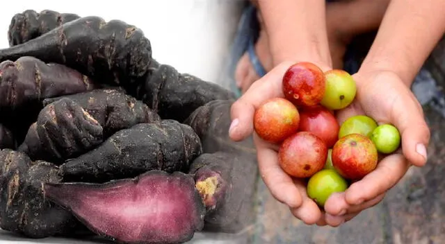 Ingredientes naturales y ancestrales de Perú, como la mashua y el camu camu, que combinan tradición y ciencia para cuidar la salud. Ingredientes naturales y ancestrales de Perú, como la mashua y el camu camu, que combinan tradición y ciencia para cuidar la salud.