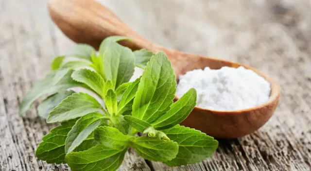 La stevia es una planta originaria de Sudamérica que se ha convertido en uno de los edulcorantes naturales más populares en Perú y el mundo. La stevia es una planta originaria de Sudamérica que se ha convertido en uno de los edulcorantes naturales más populares en Perú y el mundo.