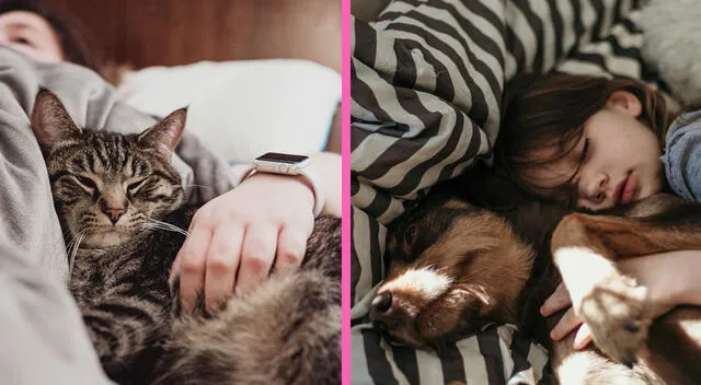 Dormir con tu mascota puede ser beneficioso o en otros caso perjudicial. Dormir con tu mascota puede ser beneficioso o en otros caso perjudicial.