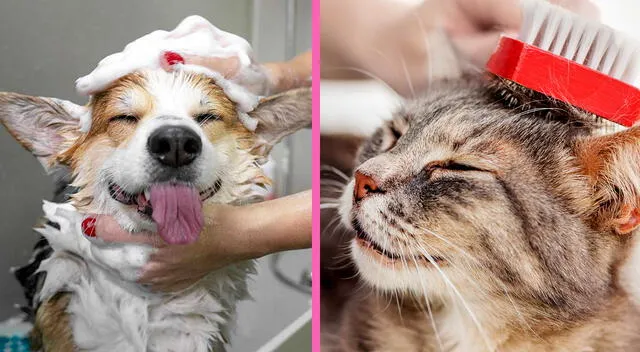 Cuidar la higiene de las mascotas es importante para la salud. Cuidar la higiene de las mascotas es importante para la salud.