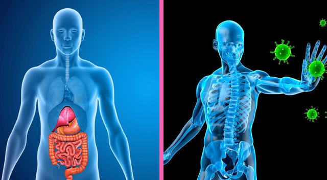 El cloruro de magnesio mejora la digestión y el sistema inmune El cloruro de magnesio mejora la digestión y el sistema inmune
