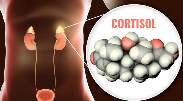 El estrés libera hormonas como el cortisol que elevan el azúcar en sangre. El estrés libera hormonas como el cortisol que elevan el azúcar en sangre.