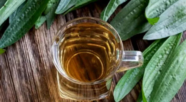 El llantén puede tomarse en infusiones con hojas frescas o secas. El llantén puede tomarse en infusiones con hojas frescas o secas.