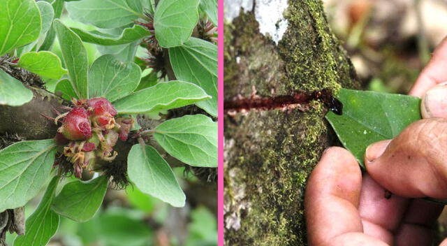 Esta planta se ha ganado un lugar en múltiples botiquines naturales por su efectividad y fácil acceso