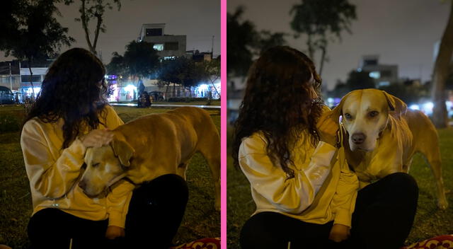 Acariciar perros también suele reflejar una personalidad sociable. Acariciar perros también suele reflejar una personalidad sociable.