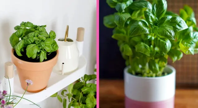 Ubicar la albahaca en una maceta junto a las ventanas o cerca de las puertas sirve para ahuyentar a las moscas. Ubicar la albahaca en una maceta junto a las ventanas o cerca de las puertas sirve para ahuyentar a las moscas.
