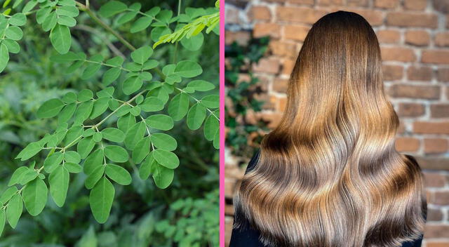 La moringa es buena para la piel y el cabello La moringa es buena para la piel y el cabello