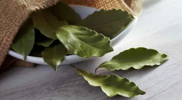 Hojas de laurel frescas, un remedio natural que ayuda a mejorar la digestión y reducir la inflamación. Hojas de laurel frescas, un remedio natural que ayuda a mejorar la digestión y reducir la inflamación.