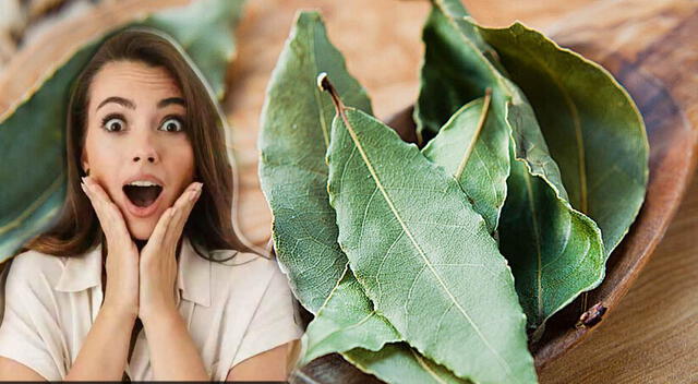 El laurel es un ingrediente común en la cocina peruana con múltiples beneficios para la salud, desde mejorar la digestión hasta aliviar la inflamación y el estrés. El laurel es un ingrediente común en la cocina peruana con múltiples beneficios para la salud, desde mejorar la digestión hasta aliviar la inflamación y el estrés.