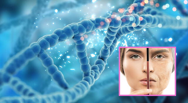 La vitamina C endovenosa favorece la regeneración celular y retarda el envejecimiento. La vitamina C endovenosa favorece la regeneración celular y retarda el envejecimiento.