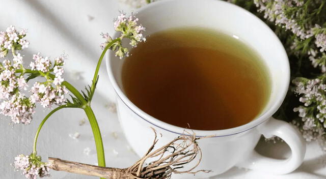 Infusión de valeriana. Infusión de valeriana.