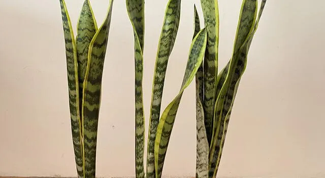 Lengua de suegra, la Sansevieria es muy resistente y de fácil cuidado. Lengua de suegra, la Sansevieria es muy resistente y de fácil cuidado.