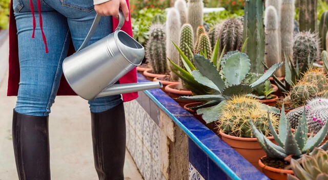 Las plantas se deben cuidar, regarlas, hablarles o incluso agradecerles. Las plantas se deben cuidar, regarlas, hablarles o incluso agradecerles.