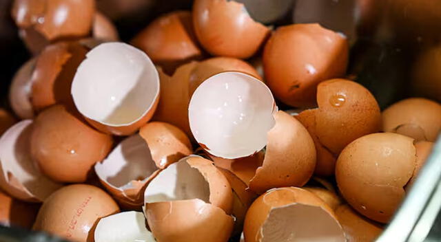 Para que las cáscaras de huevo sean aptas para el consumo humano, primero deben pasar por un proceso de limpieza y desinfección. Para que las cáscaras de huevo sean aptas para el consumo humano, primero deben pasar por un proceso de limpieza y desinfección.