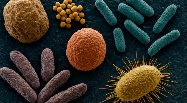 Este gen, denominado npmA2, se ha propagado rápidamente entre distintas especies bacterianas, ofreciéndoles inmunidad. Este gen, denominado npmA2, se ha propagado rápidamente entre distintas especies bacterianas, ofreciéndoles inmunidad.