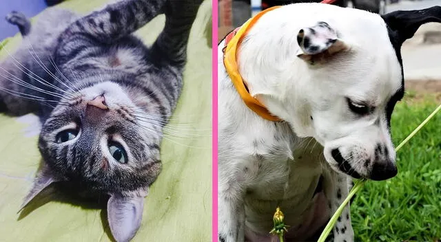 Las mascotas con piel sana presentan un pelaje más brillantes y menos problemas de comportamiento. Las mascotas con piel sana presentan un pelaje más brillantes y menos problemas de comportamiento.