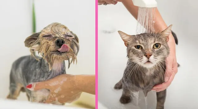 Los baños en los animales es necesario para su salud. Los baños en los animales es necesario para su salud.