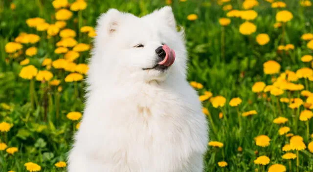 Los animales de pelaje blanco o claro necesitan una protección extra frente al sol. Los animales de pelaje blanco o claro necesitan una protección extra frente al sol.